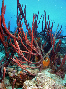 The rope sponges are incredible in some areas, growing qu... by Lisa Hinderlider 